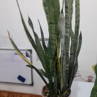 گل دیفن|گل و گیاه طبیعی|ایلام, |دیوار