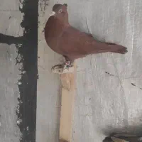 کبوتر یا کفتر با جوجه