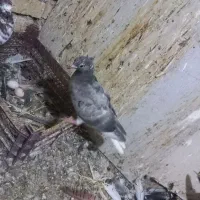 کبوتر جوجه دمسفید|پرنده|کارون, |دیوار