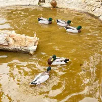 اردک کله سبز پروازی|حیوانات مزرعه|اصفهان, جلفا|دیوار