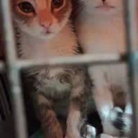 واگذاری بچه گربه ۳ ماهه نر|گربه|رشت, تازه آباد|دیوار