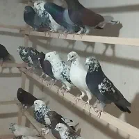 کفتر|پرنده|شهر ری, هاشم‌آباد|دیوار