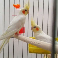 عروس هلندی