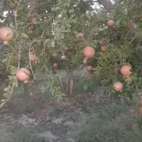 انار سنگان