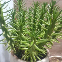 گل طبیعی کاکتوس