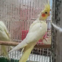 جوجه عروس هلندی لوتینو زعفرونی