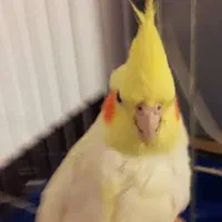 عروس هلندی برافروش|پرنده|شوش, |دیوار