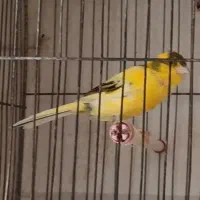 قناری قورولتی بخوان