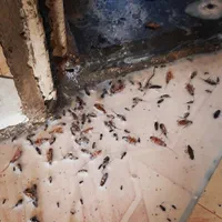 سمپاشی کنه ساس موریانه سوسک موش مورچ زنبورسمپاشی|خدمات نظافت|مشهد, وکیلآباد|دیوار