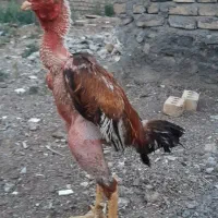 لاری،عطیقه