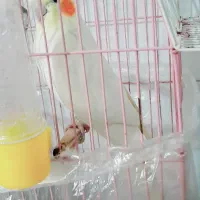 عروس هلندی لوتینو