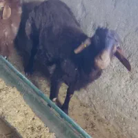 بره هترو ۱۱ ماه