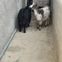 2عدد بز آبستن|حیوانات مزرعه|کاشان, لتحر|دیوار