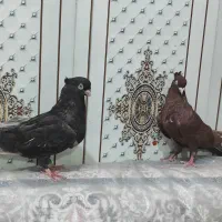 کبوتر سربی|پرنده|شادگان, |دیوار