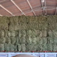 یونجه خشک و سبز