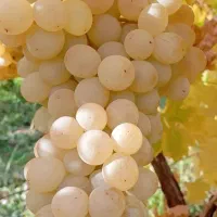 نهال های ریشه لخت ، آماده انتقال و کاشت|خدمات باغبانی و درختکاری|کوهرنگ, |دیوار