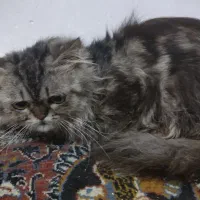 پرشین|گربه|لاهیجان, کوی خزر|دیوار