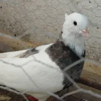 کبوتر طوقی