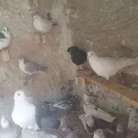 کبوتتر بوم برا نوبازی پرشی