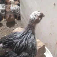 جوجه مرغ وزن دار سالم