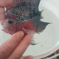 ماهی ،فلاور رد باکس