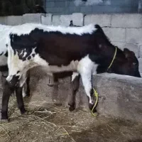 دو تا گوساله نر