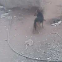 سگ گرگی ماده