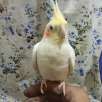 عروس هلندی مولد و عروس هلندی آماده جفت