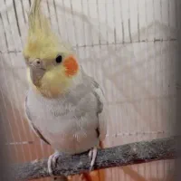 عروس هلندی|پرنده|فردیس, شهرک شهید حسینی|دیوار