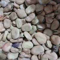 باقله‌شاخ‌بزی|خوردنی و آشامیدنی|ویسیان, |دیوار