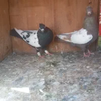 کبوتر سینه ای نروماده جفتن خریدار زنگ بزن|پرنده|تهران, نعمت‌آباد|دیوار