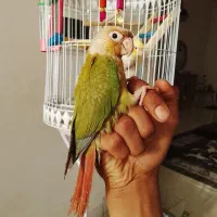 طوطی گرینچی