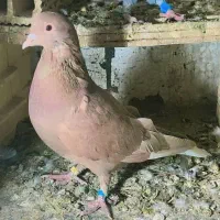 کفتر رنگی سرخ دمسفید|پرنده|رباطکریم, شهرک صنعتی زوارهای|دیوار