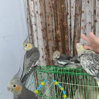 جوجه عروس هلندی|پرنده|رشت, کوی مهر|دیوار