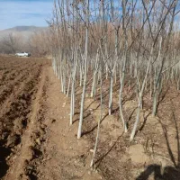 نیگرای ترکیه صنوبر کبوده تبریزی