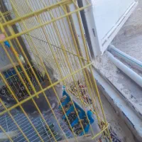 نر ماده عروس هلندی درهویزه|پرنده|سوسنگرد, |دیوار