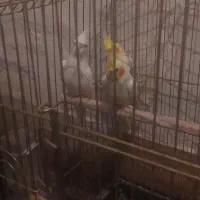 ۳ عدد مرغ عشق