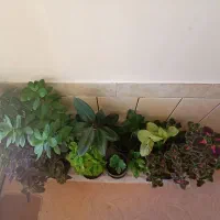 گلهای بسیار زیبا|گل و گیاه طبیعی|شهرکرد, |دیوار