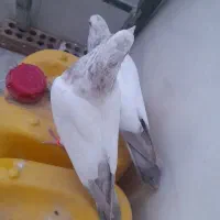 جوجه کفتر پرشی دو جفت|پرنده|اسلامشهر, شهرک امام حسین (میان آباد)|دیوار