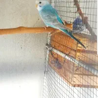 مرغ عشق گمشده|پرنده|شبانکاره, |دیوار