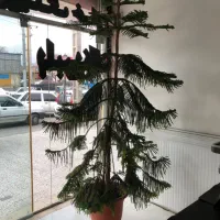 کاج مطبق ۱۱طبقه