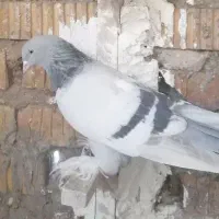 کبوتر یا کفتر|پرنده|مرودشت, ابوذر شمالی|دیوار