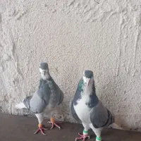 یک جفت ساده شیرازی|پرنده|مشهد, انصار|دیوار