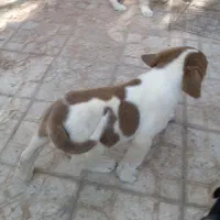 توله نر پنجه دار|سگ|کرمان, |دیوار