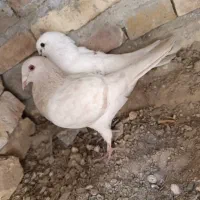 کبوتر جفت فروشی|پرنده|سراوان, |دیوار