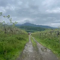 نیازمند باغبان