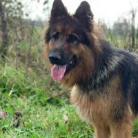 سگ ژرمن شولاین