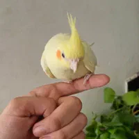 عروس هلندی نر|پرنده|اندیمشک, |دیوار