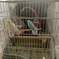 دو عدد عروس هلندی و یک عدد مرغ عشق