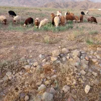 بره نر